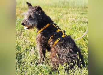 Szanja ist ein sehr liebenswerter Hund