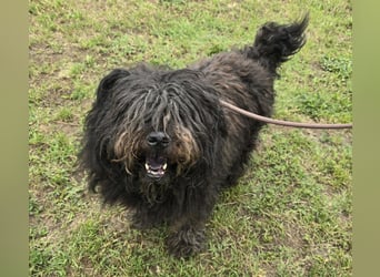 Barnaby im Stich gelassen