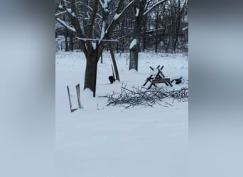 Godo wäre fast erfroren ...