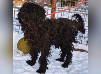 Godo wäre fast erfroren ...