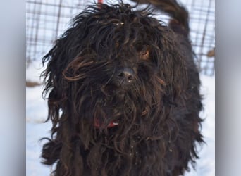 Godo wäre fast erfroren ...