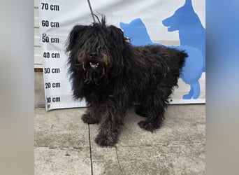 Barnaby im Stich gelassen
