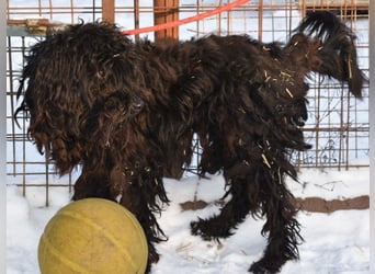 Godo wäre fast erfroren ...