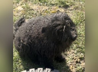 Miki eine sanfte Seele