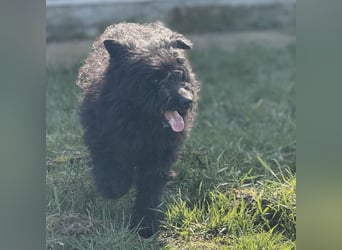 Miki eine sanfte Seele