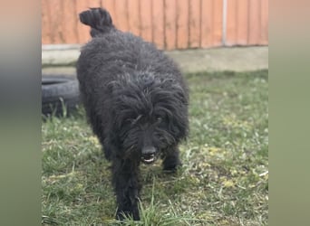 Miki eine sanfte Seele