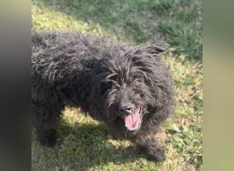 Miki eine sanfte Seele