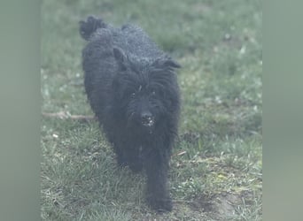 Miki eine sanfte Seele