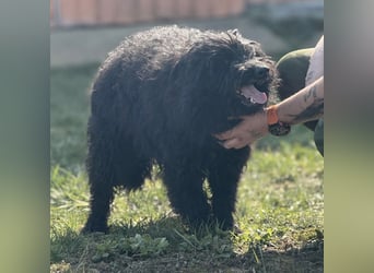 Miki eine sanfte Seele