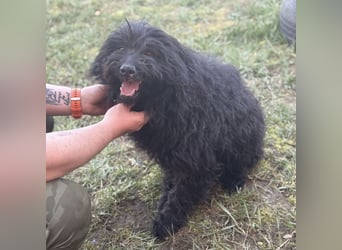 Miki eine sanfte Seele