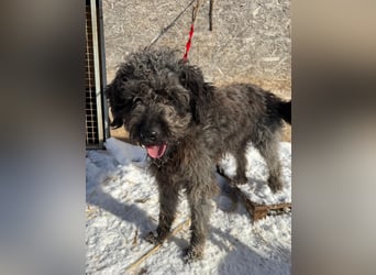 Odin, Puli-Mix, Rüde, ca. 2 Jahre, 55 cm, 20 kg