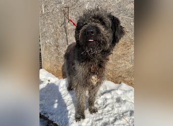 Odin, Puli-Mix, Rüde, ca. 2 Jahre, 55 cm, 20 kg