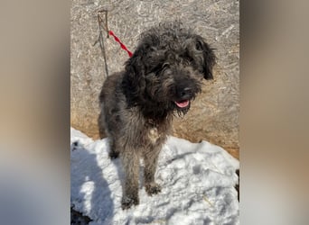 Odin, Puli-Mix, Rüde, ca. 2 Jahre, 55 cm, 20 kg