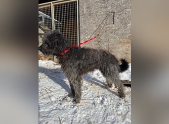 Odin, Puli-Mix, Rüde, ca. 2 Jahre, 55 cm, 20 kg