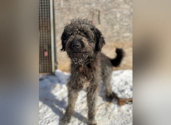 Odin, Puli-Mix, Rüde, ca. 2 Jahre, 55 cm, 20 kg