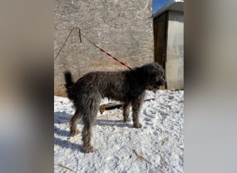 Odin, Puli-Mix, Rüde, ca. 2 Jahre, 55 cm, 20 kg