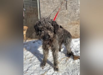 Odin, Puli-Mix, Rüde, ca. 2 Jahre, 55 cm, 20 kg