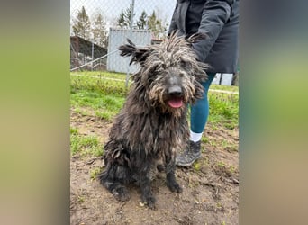 Zottel möchte geliebt werden