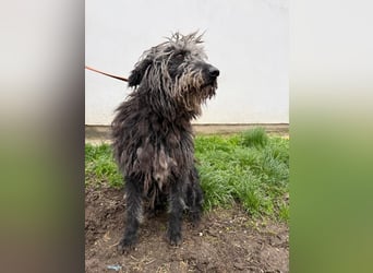 Zottel möchte geliebt werden