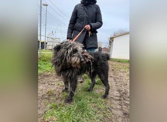 Zottel möchte geliebt werden