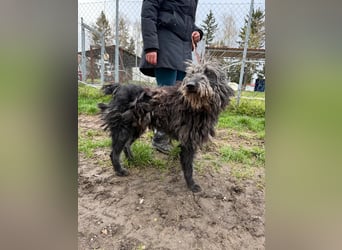 Zottel will kuscheln