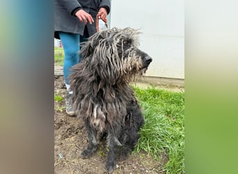 Zottel möchte geliebt werden