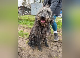 Zottel möchte geliebt werden