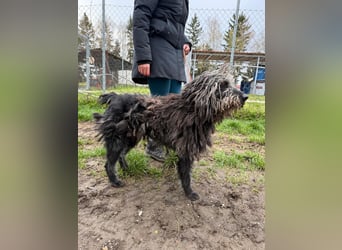 Zottel möchte geliebt werden