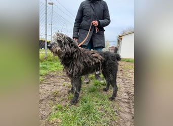 Zottel will kuscheln