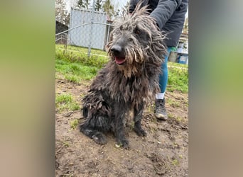 Zottel will kuscheln