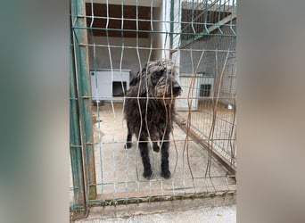 Zottel möchte geliebt werden