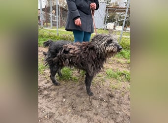 Zottel will kuscheln