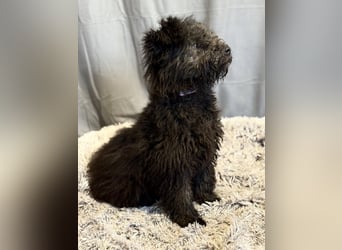 Palko-Fröhlicher Junghund sucht sein Für-immer-Zuhause