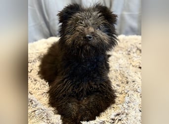 Palko-Fröhlicher Junghund sucht sein Für-immer-Zuhause