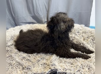 Palko-Fröhlicher Junghund sucht sein Für-immer-Zuhause