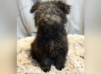 Palko-Fröhlicher Junghund sucht sein Für-immer-Zuhause