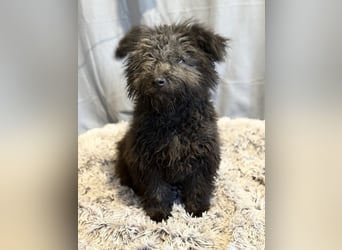 Palko-Fröhlicher Junghund sucht sein Für-immer-Zuhause