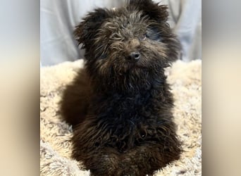 Palko-Fröhlicher Junghund sucht sein Für-immer-Zuhause