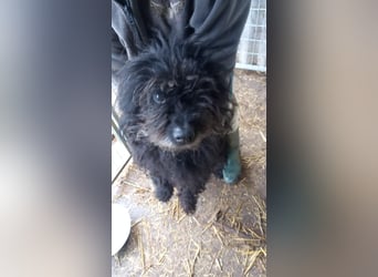 Rambo-PP, wo sind seine Menschen?