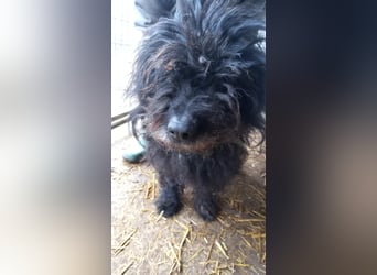 Rambo-PP, wo sind seine Menschen?