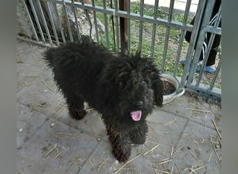 Milo sucht ein Zuhause