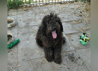 Milo sucht ein Zuhause