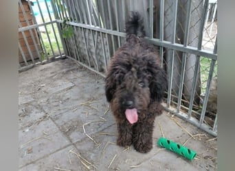 Milo sucht ein Zuhause