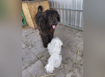Milo sucht ein Zuhause