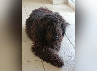 Milo sucht ein Zuhause