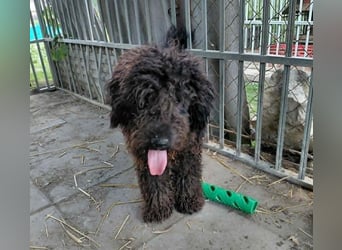 Milo sucht ein Zuhause