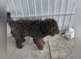 Milo sucht ein Zuhause