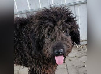 Milo sucht ein Zuhause