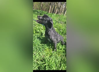 Augusztina, sanftmütiges Pulimädchen geb. 2016