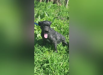 Augusztina, sanftmütiges Pulimädchen geb. 2016